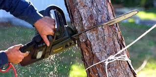 How Our Tree Care Process Works  in  Ferndale, WA